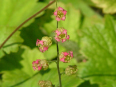 Tellima grandiflora 'Rubra'  bestellen